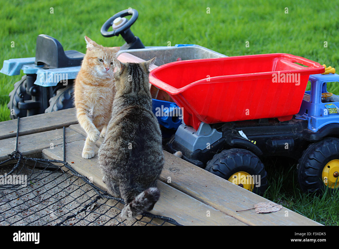 young cats Stock Photo