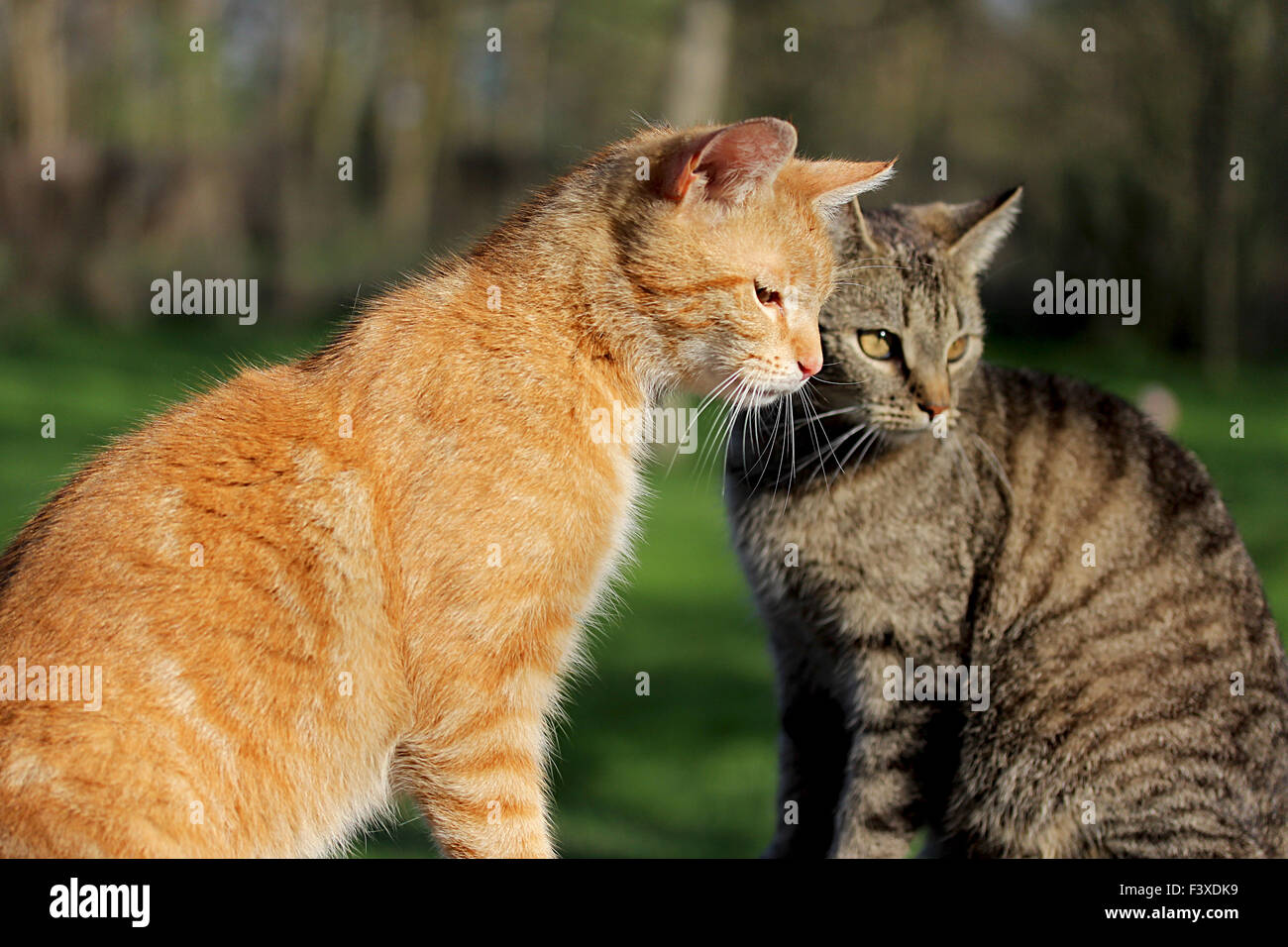 young cats Stock Photo