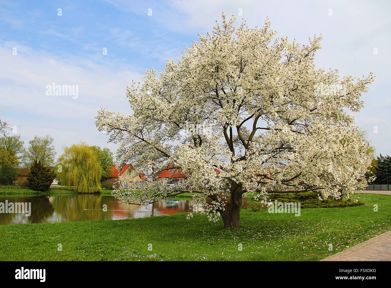 magnolia tree in spring Stock Photo - Alamy