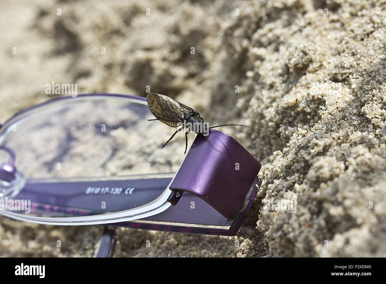 insect and eye glasses Stock Photo