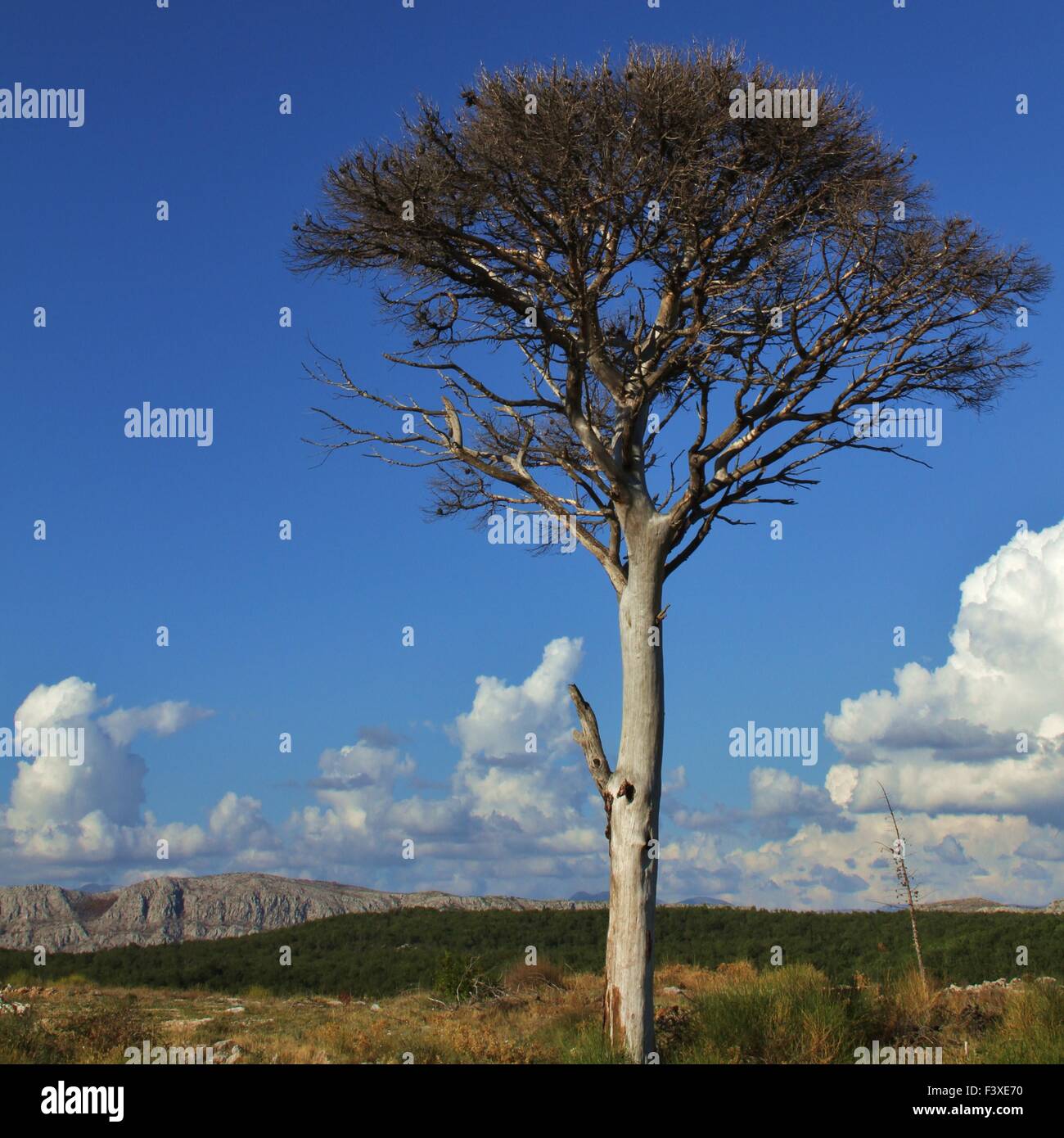 dead tree in the mountains Stock Photo Alamy
