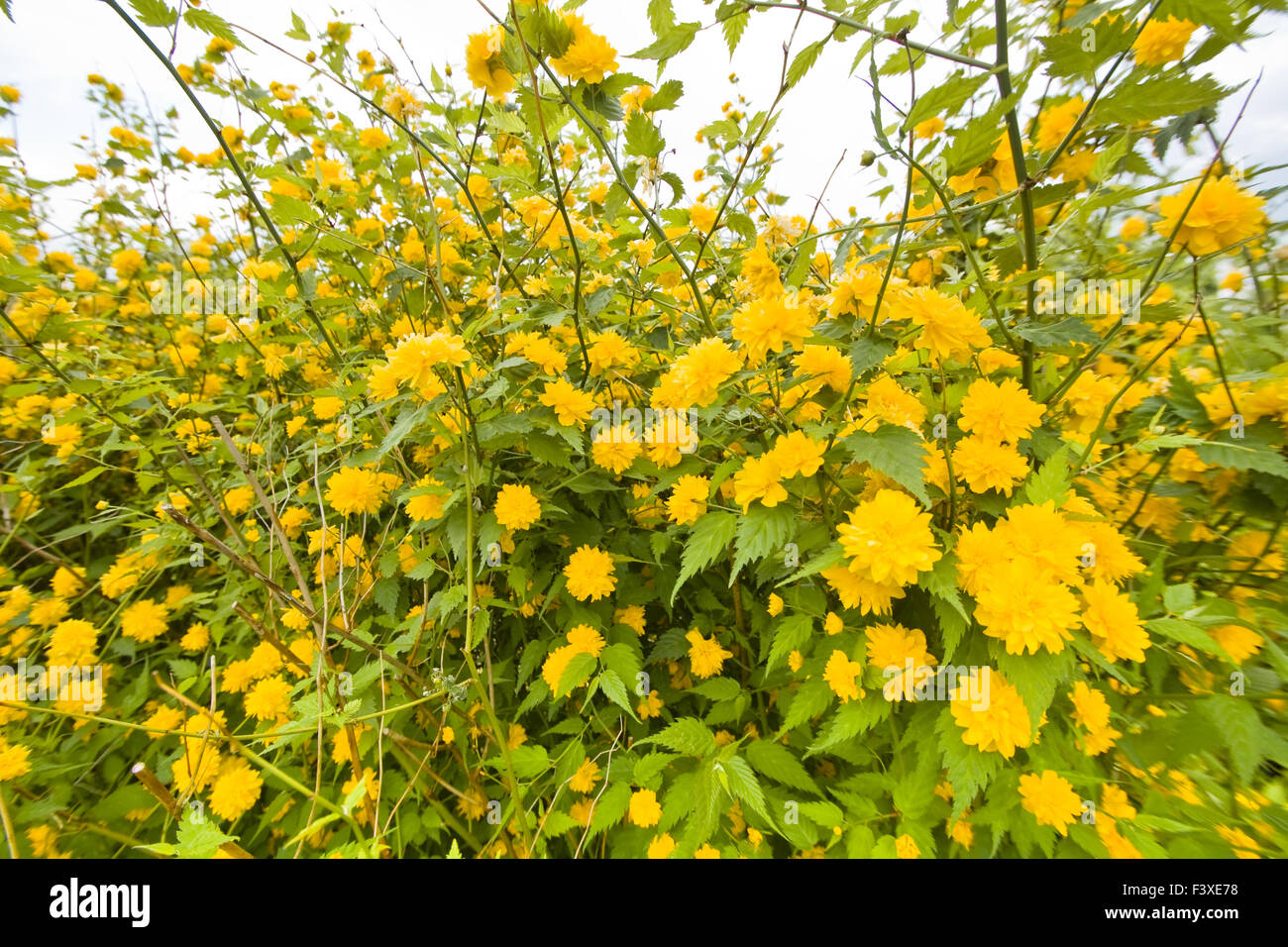 ranunculaceae Stock Photo