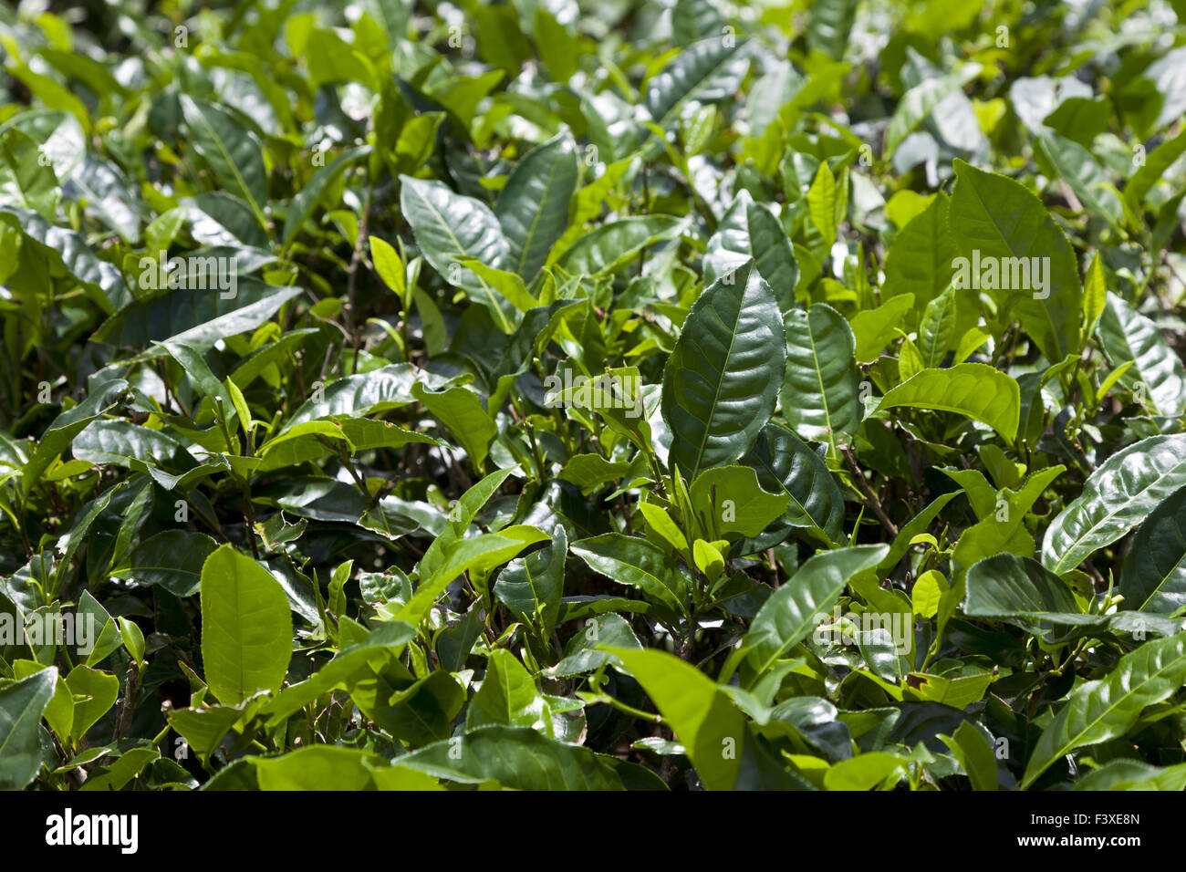 a tea plantation Stock Photo