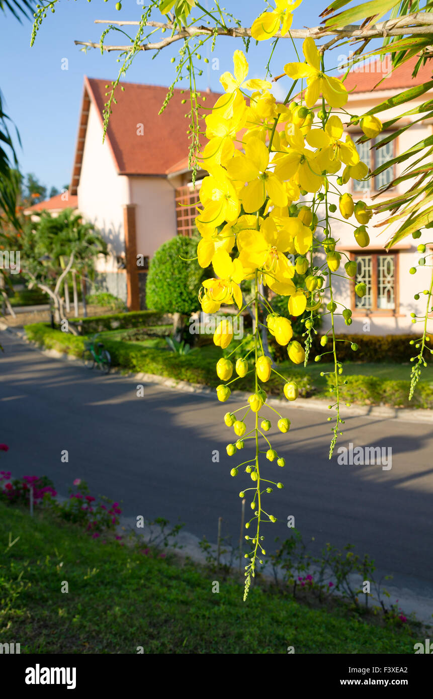 golden shower tree Stock Photo