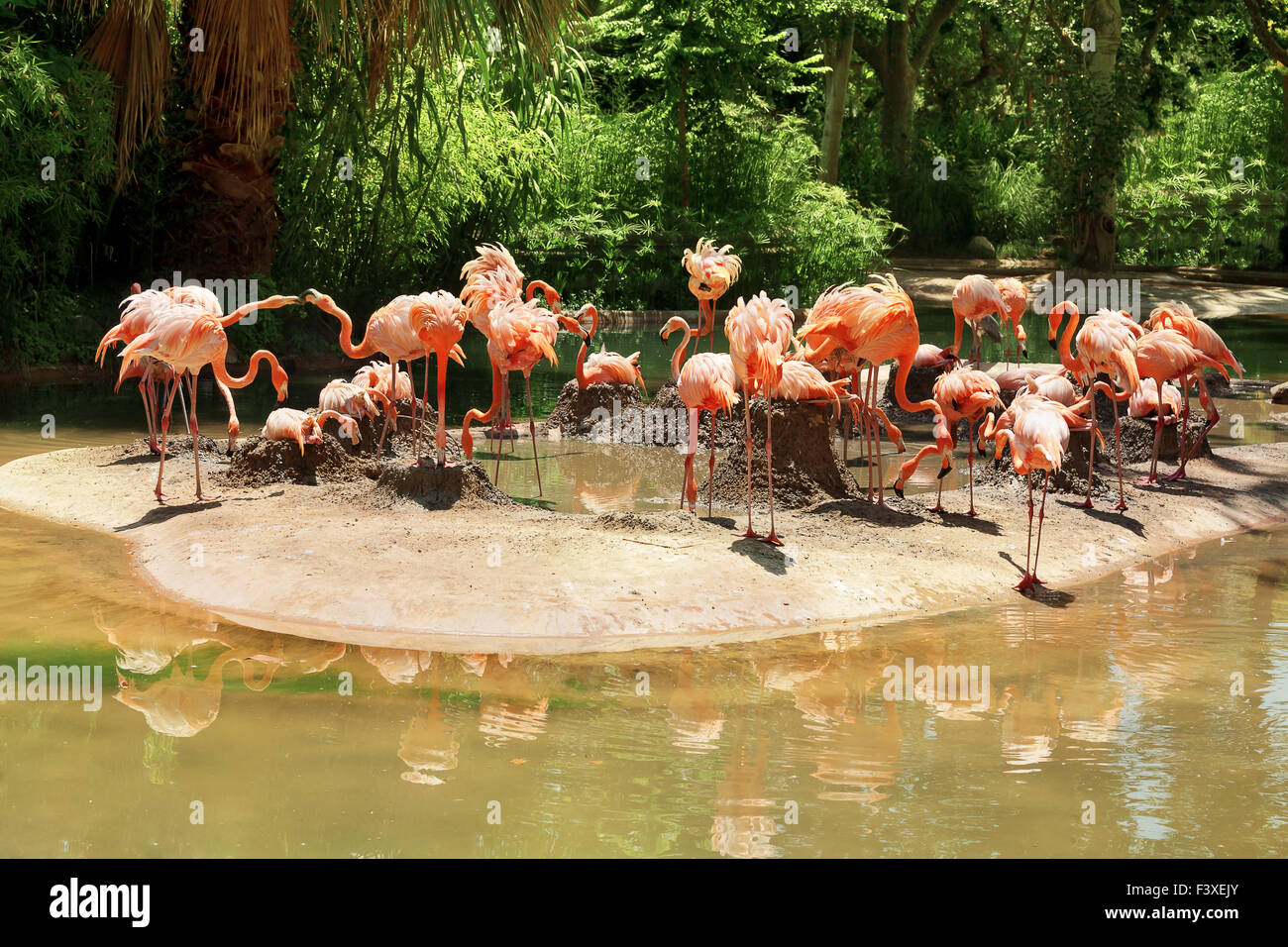 Flamingos sitting on nests Stock Photo