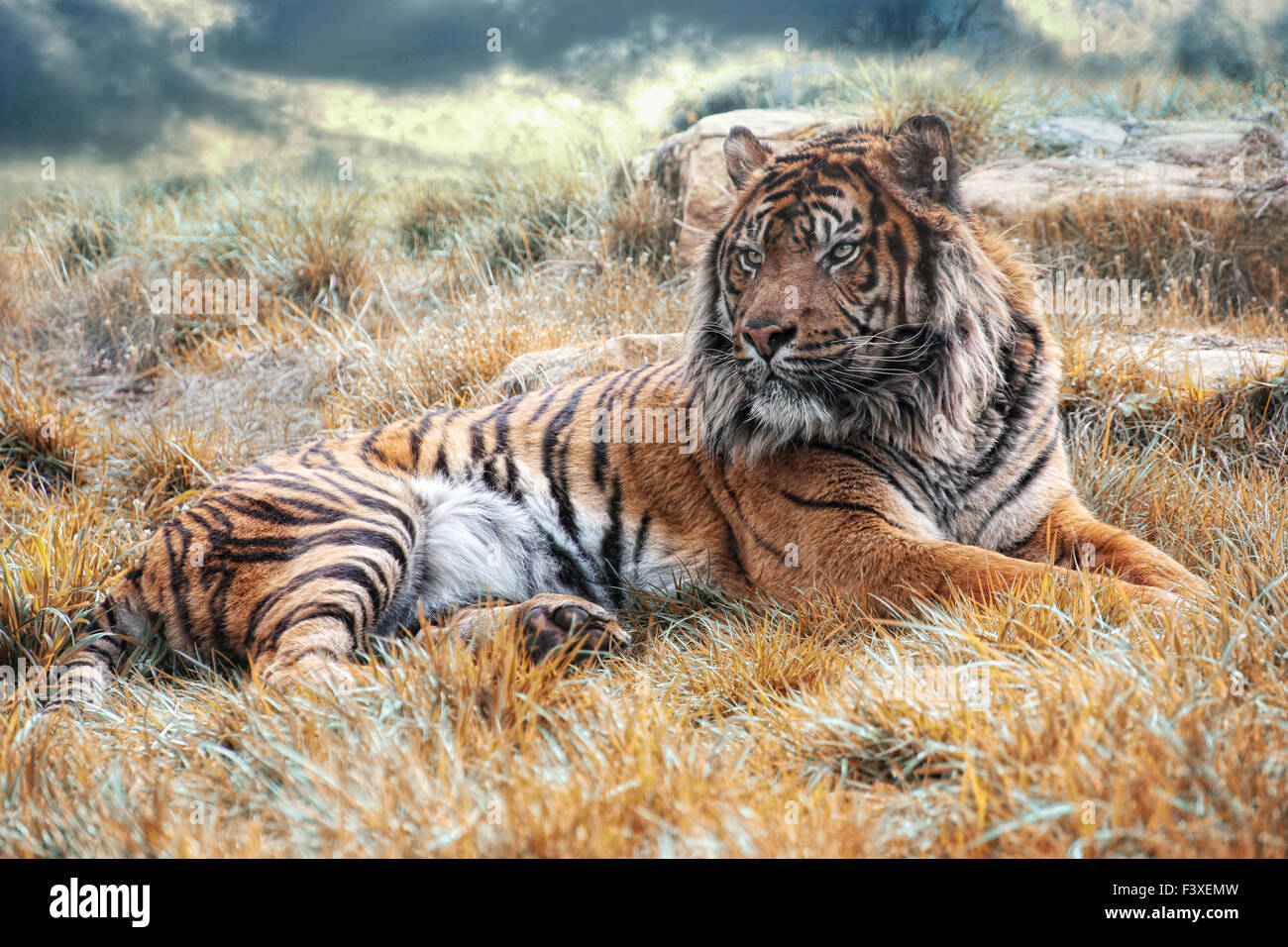 el tigre Stock Photo