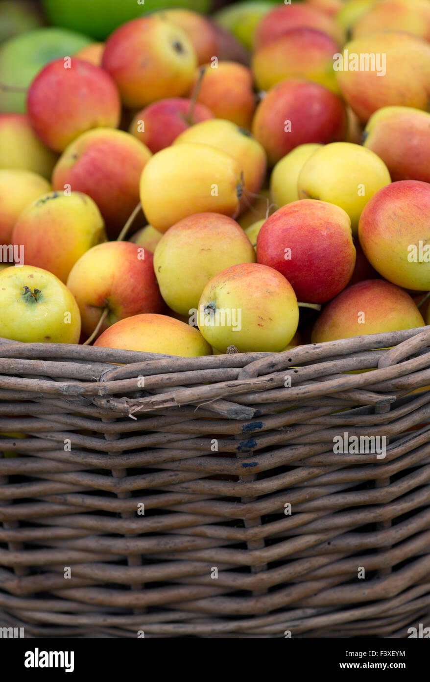 Basket of harvested 'dartmouth' crab apples in autumn at an Autumn Show.  UK Stock Photo