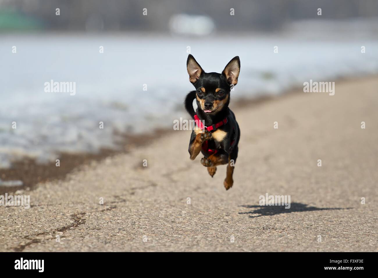 miniature pinscher with chihuahua