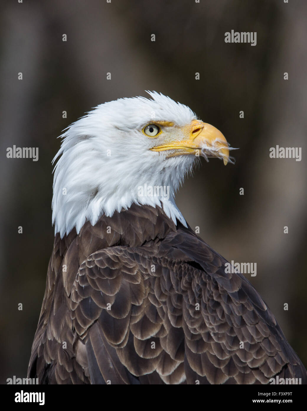 Bald Eagle with feathers in mouth Stock Photo