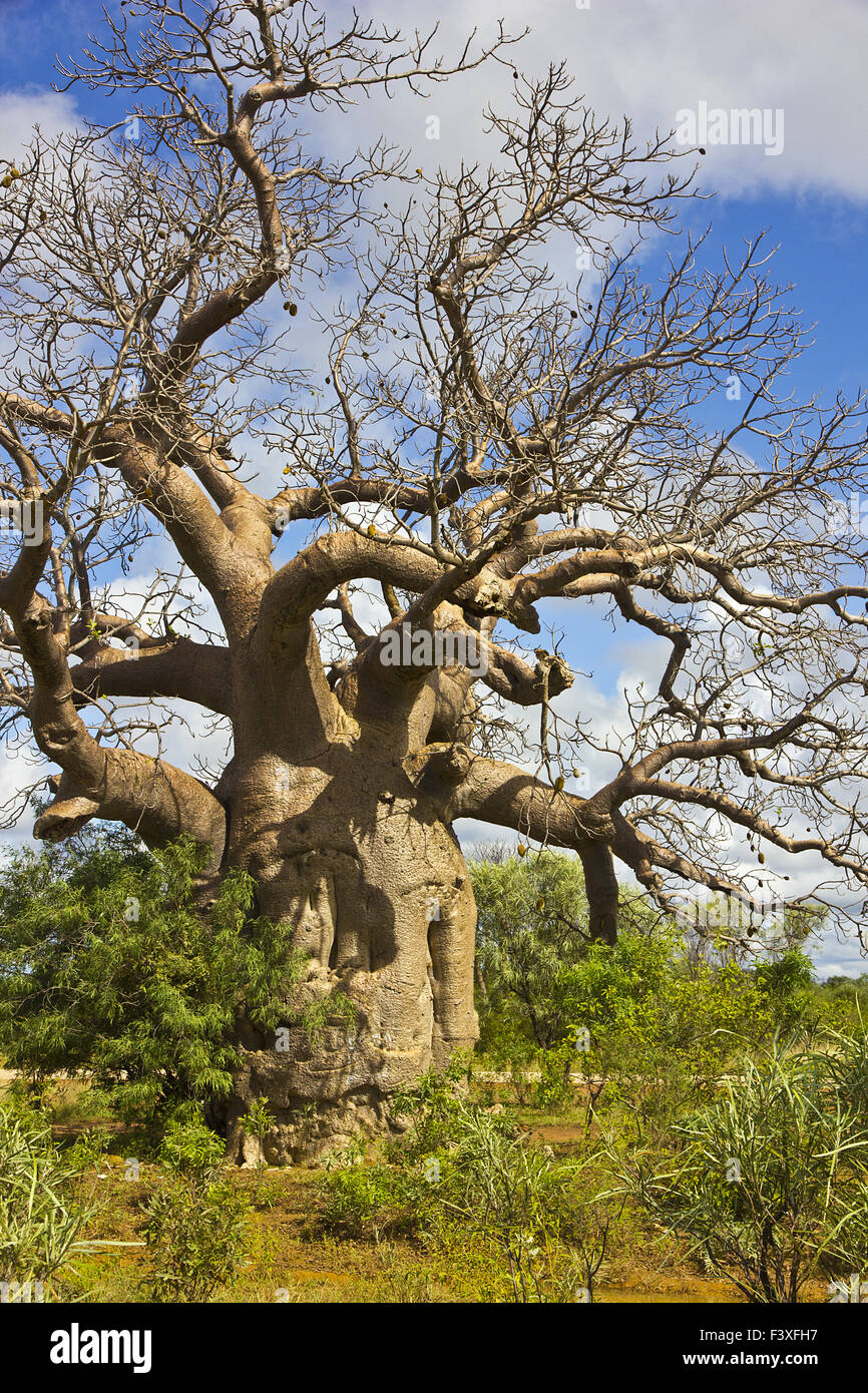 australia - boab tree Stock Photo