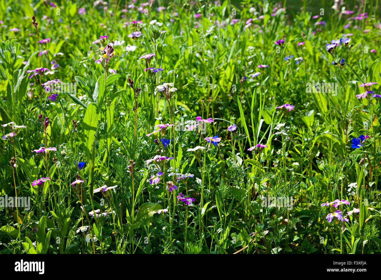 Wild flower meadow in spring Stock Photo