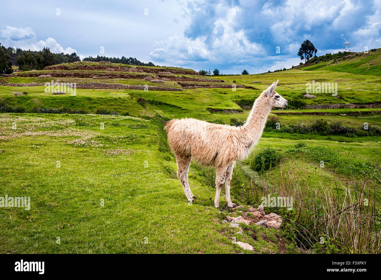Lama in the mountains around Cusco, Peru Stock Photo