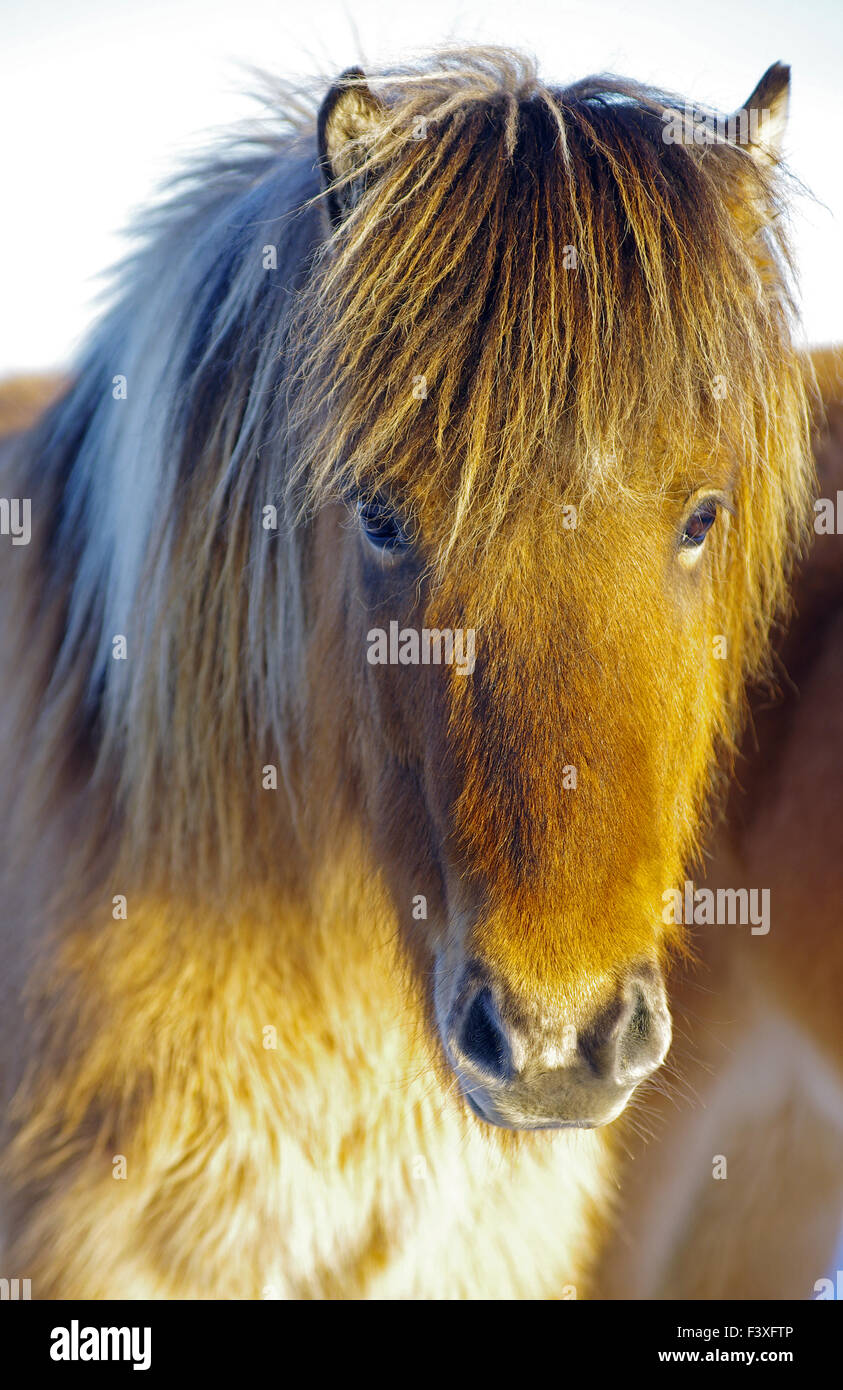 Icelandic horse in winter Stock Photo Alamy