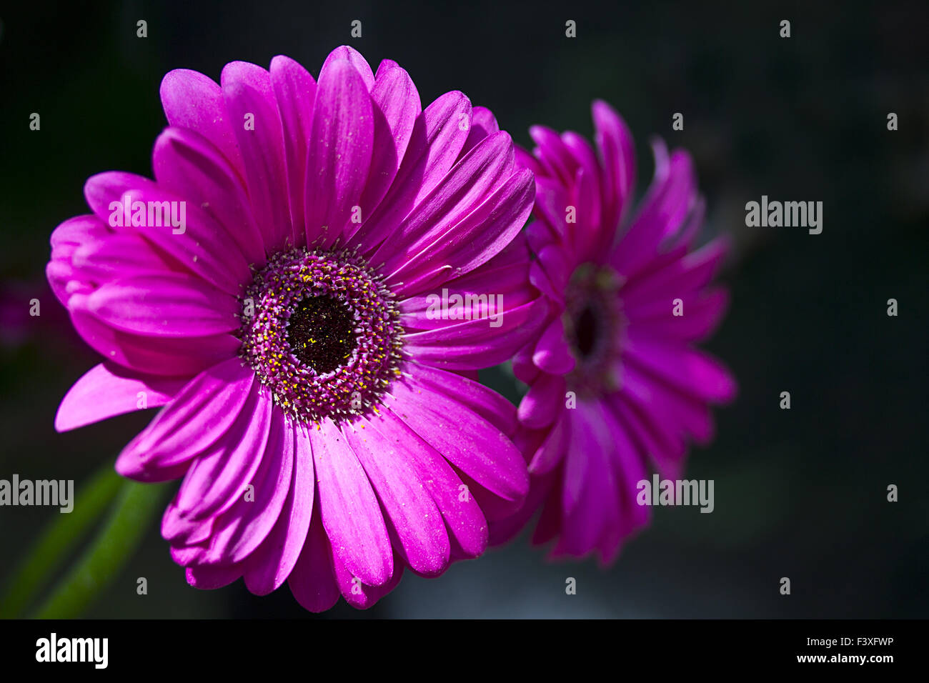 Lila gerbera hires stock photography and images Alamy