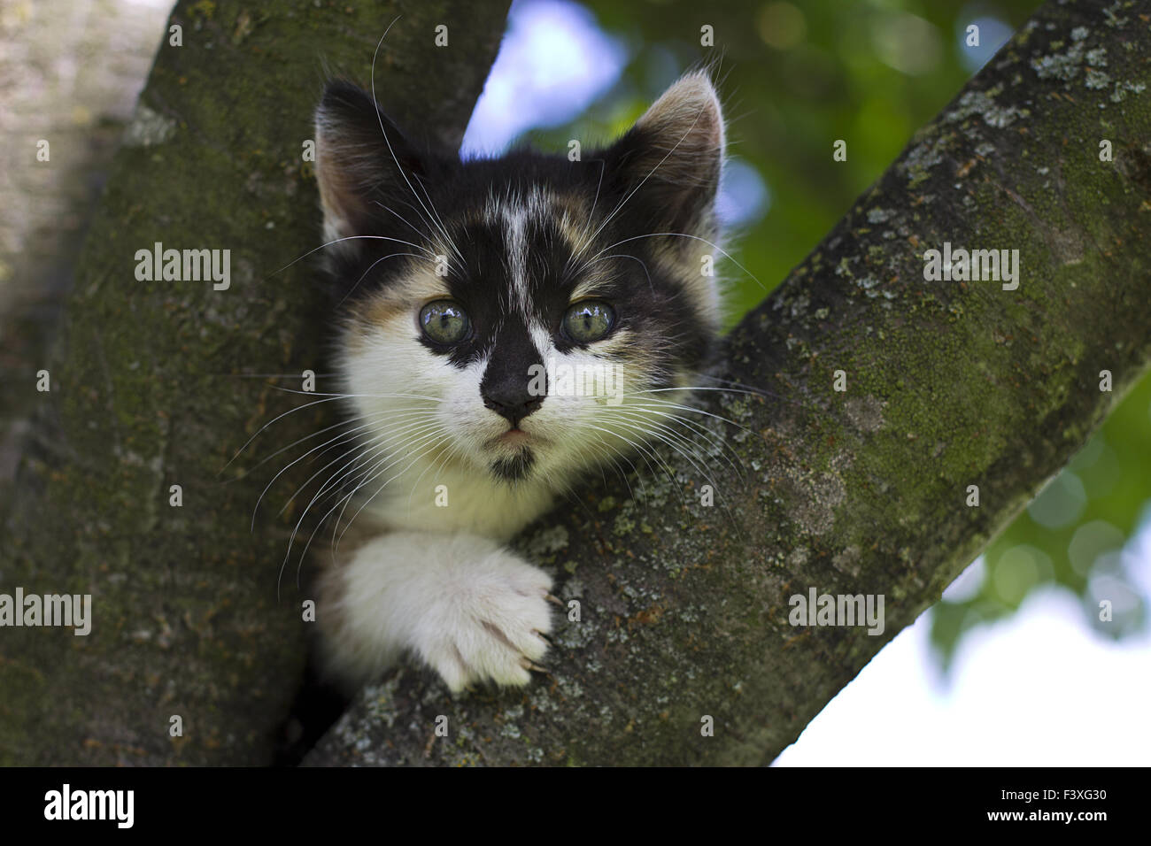 cat in cherry tree Stock Photo