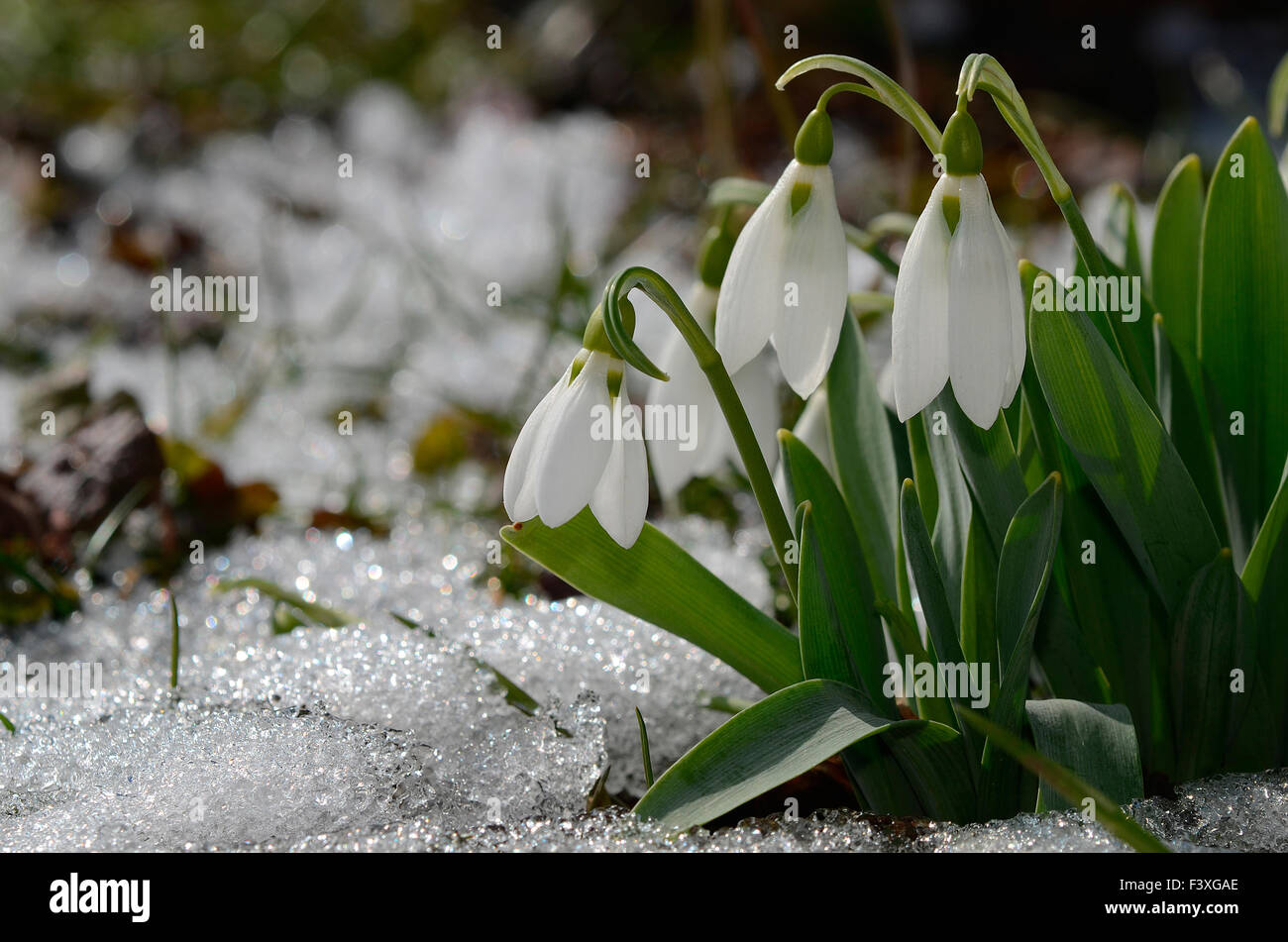 snowdrop, Galanthus nivalis Stock Photo