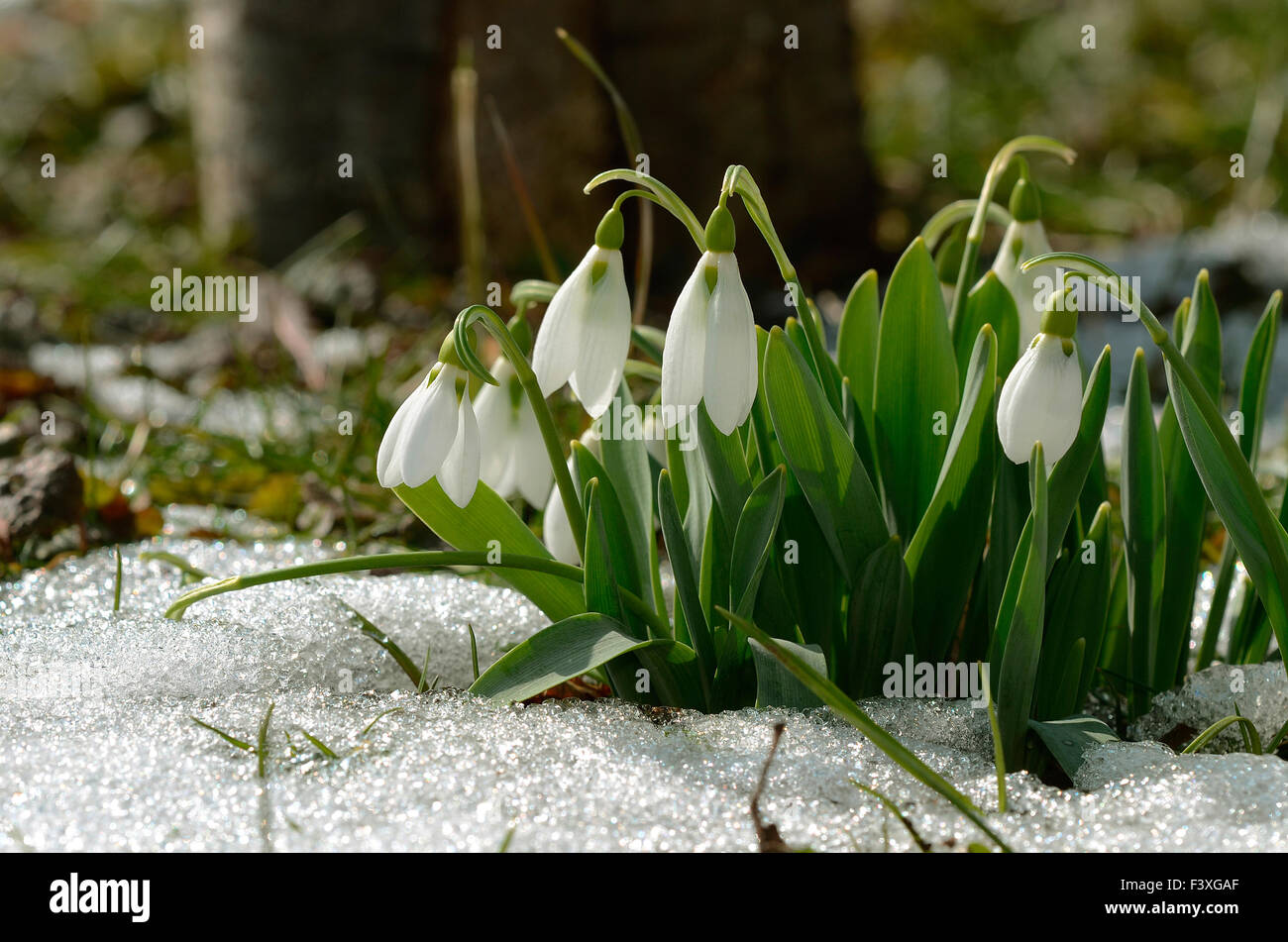snowdrop, Galanthus nivalis Stock Photo