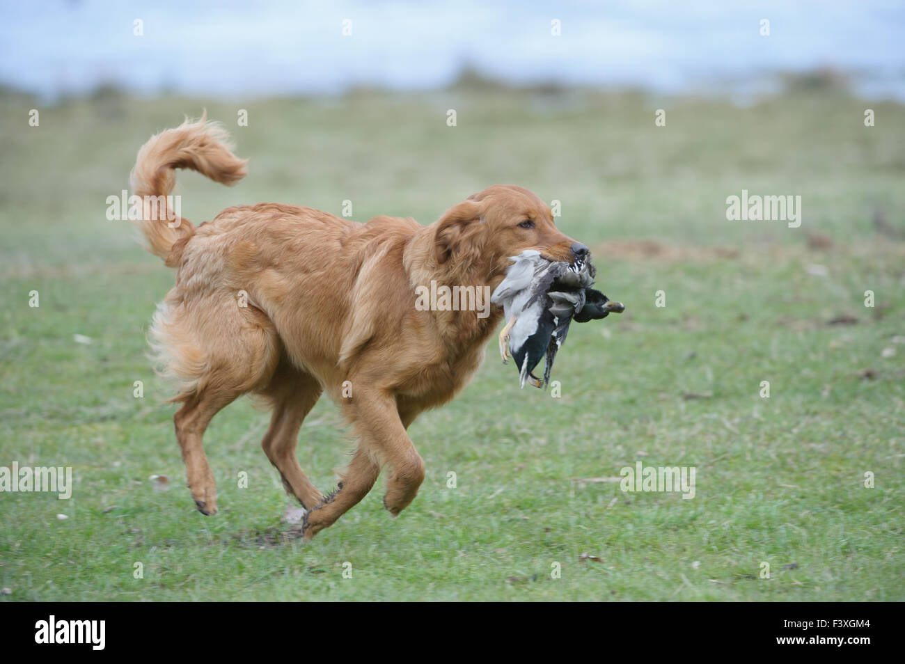 Golden Retriever with duck Stock Photo Alamy