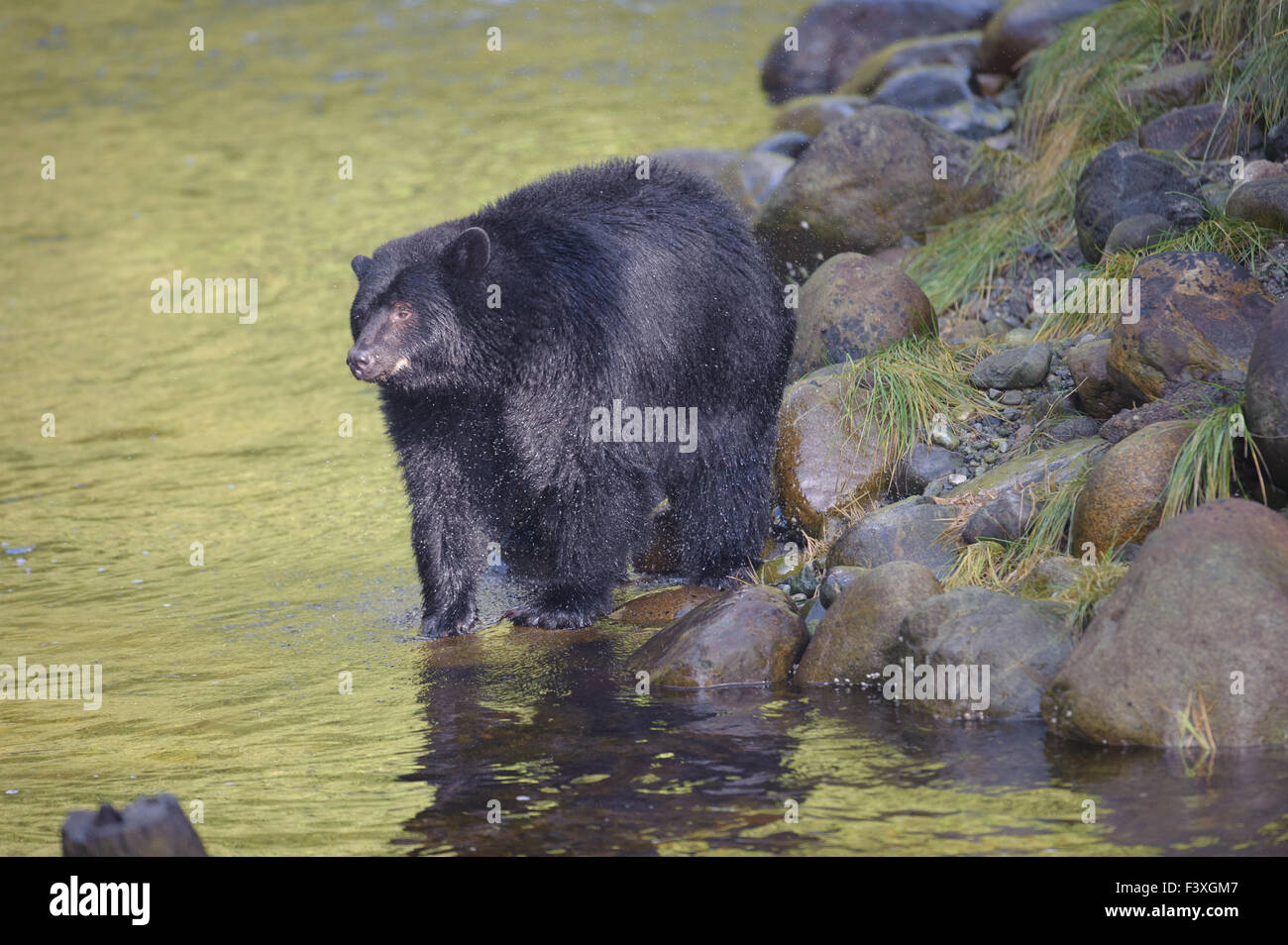Black Bear (Ursus americanus), Thornton Fish Hatchery, Ucluelet