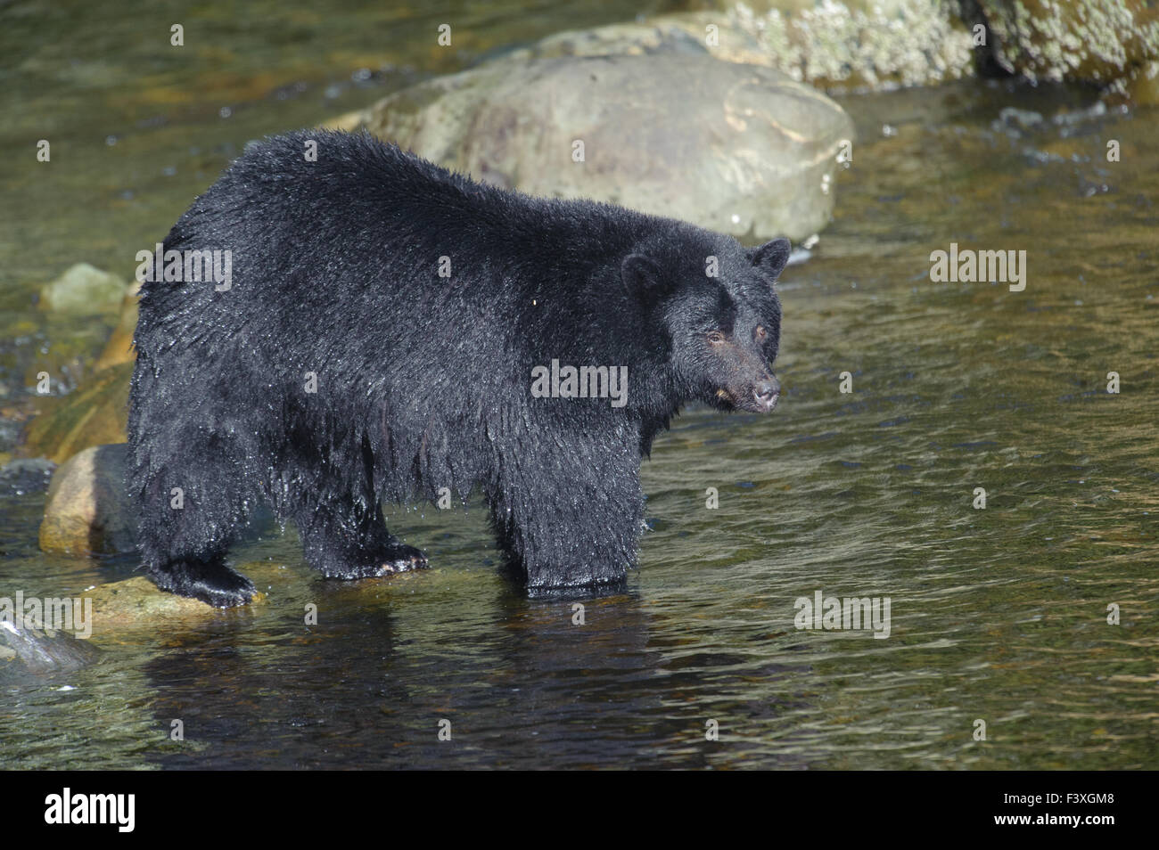 Black Bear (Ursus americanus), Thornton Fish Hatchery, Ucluelet