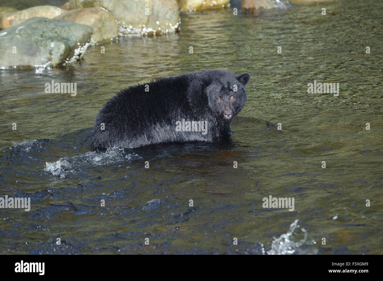 Black Bear (Ursus americanus) fishing for salmon, Thornton Fish