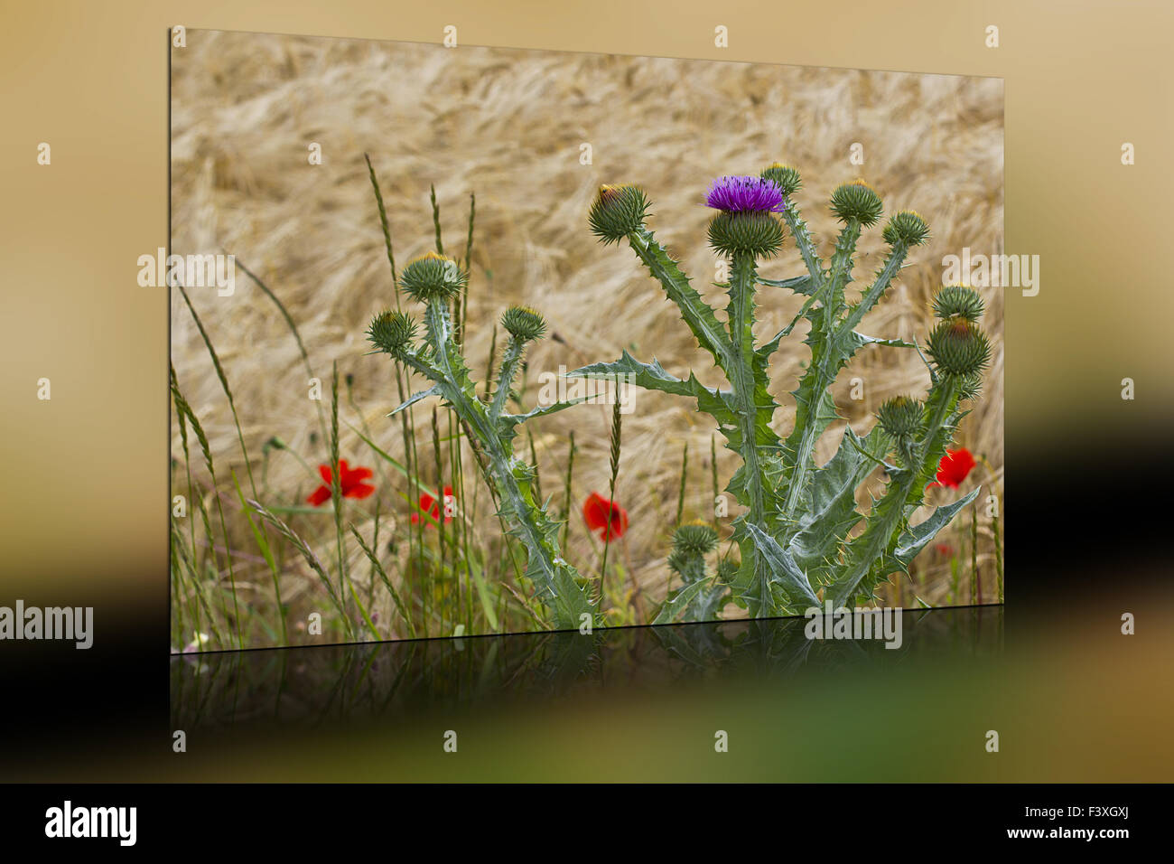 flowers in grain Stock Photo