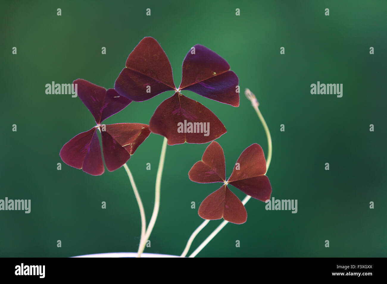 Red oxalis leaves Stock Photo