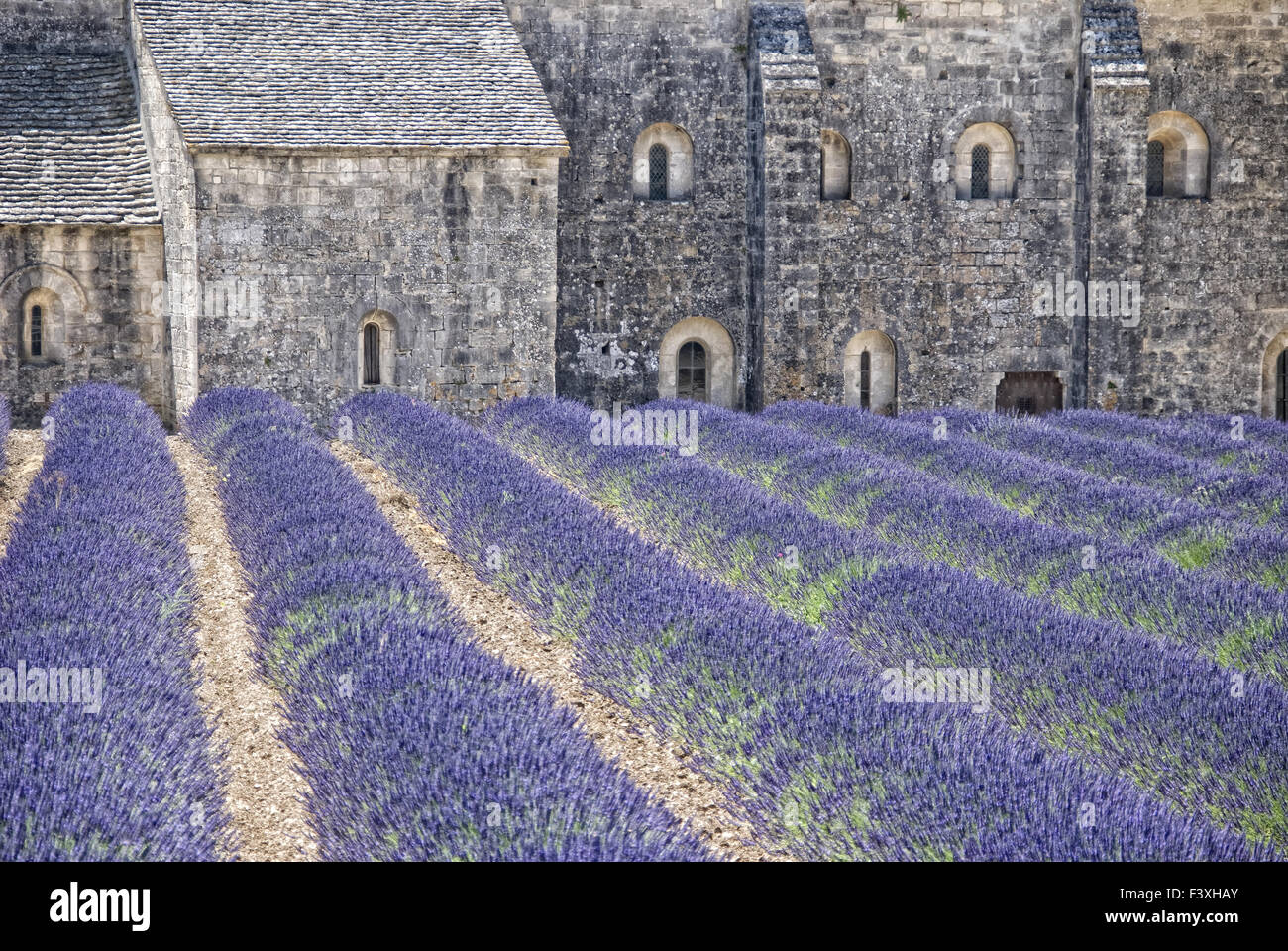 monastic lavender Stock Photo