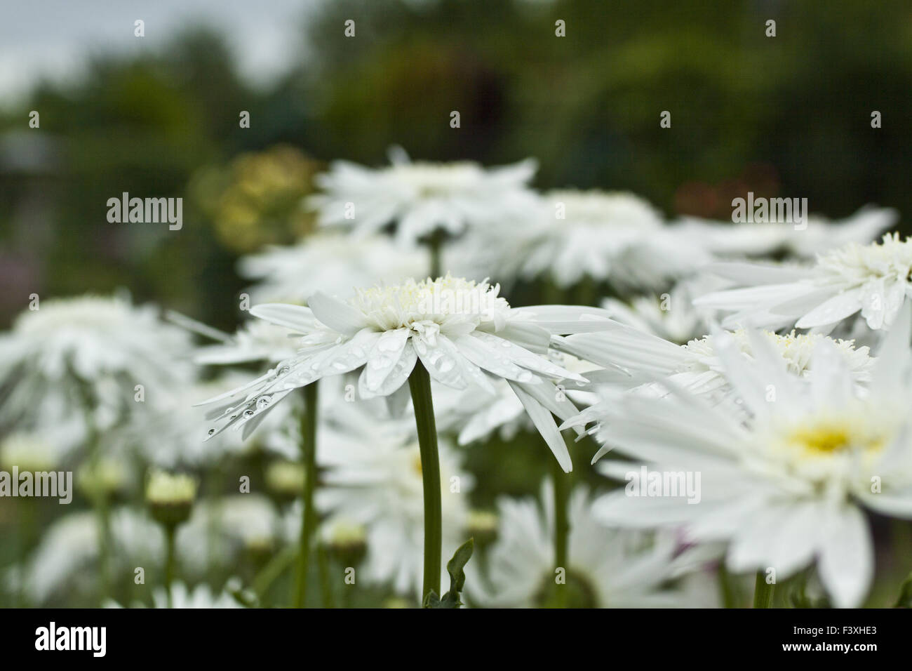 white flower Stock Photo