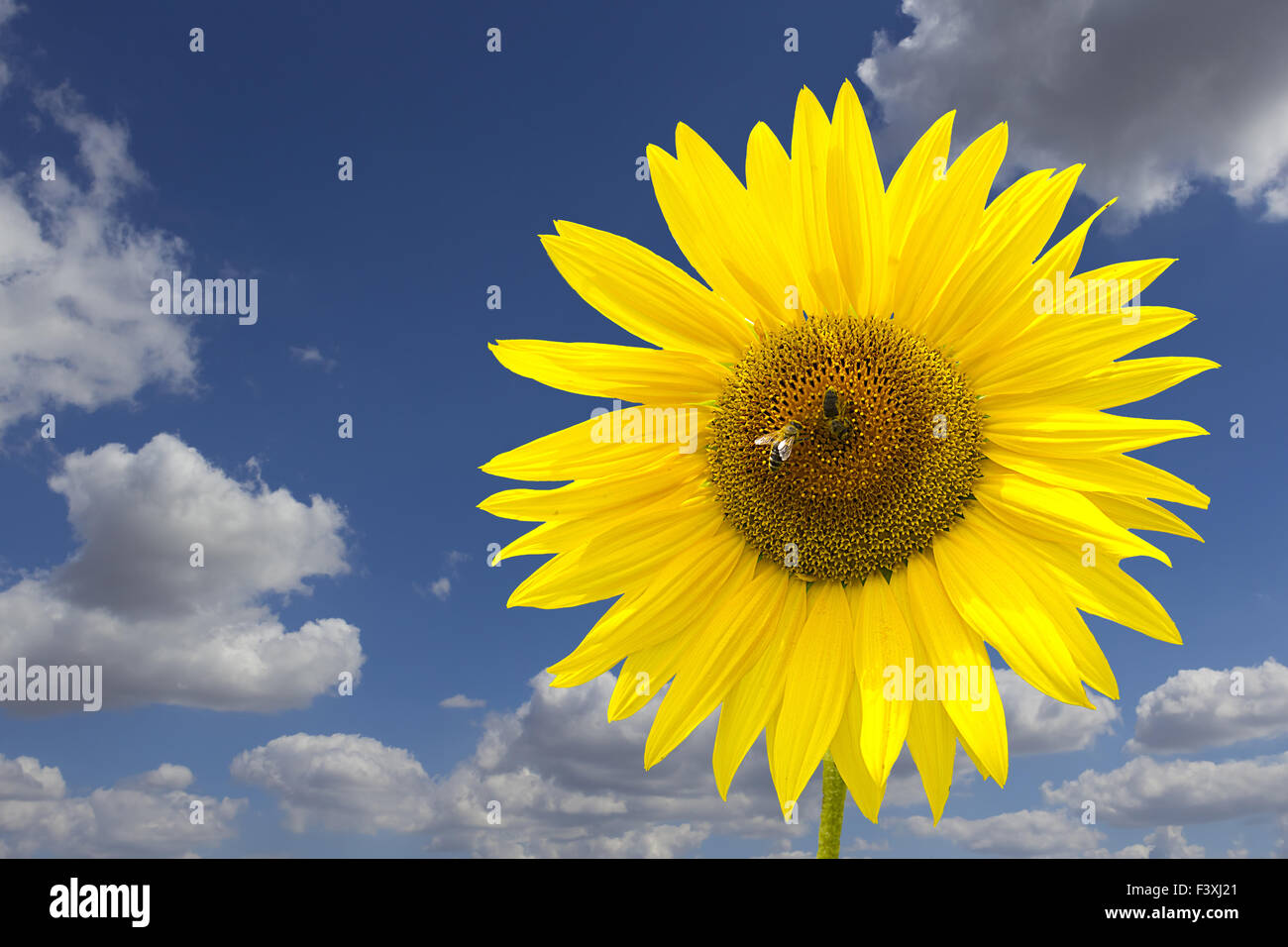 sunflower Stock Photo