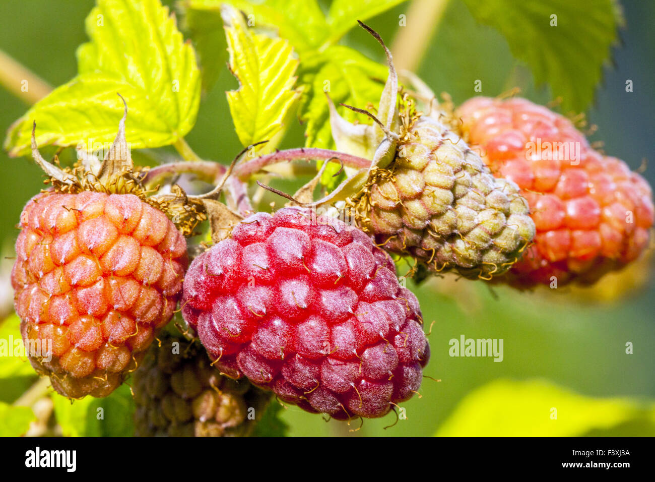 Raspberries on the bush Stock Photo
