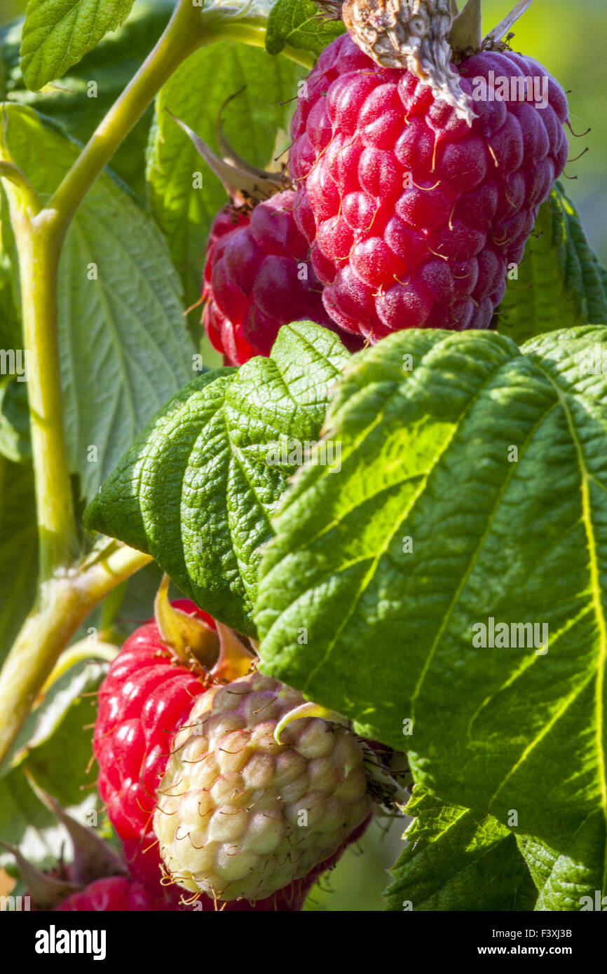 Raspberry plantation Stock Photo