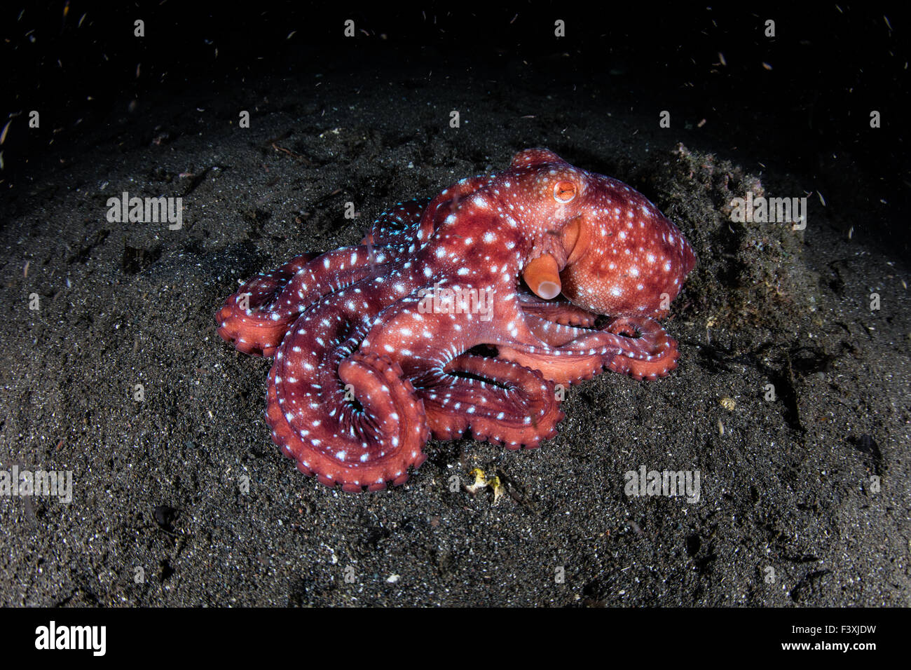 A Starry Night octopus (Octopus luteus) crawls in the dark on a volcanic sand slope in Komodo National Park, Indonesia. Stock Photo