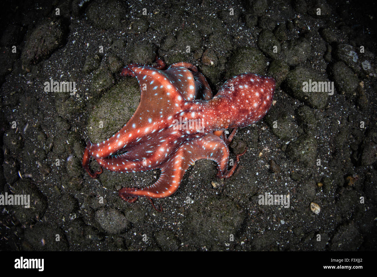 A rare Starry Night octopus (Octopus luteus) hunts for prey at night on a rocky reef in Komodo National Park, Indonesia. Stock Photo