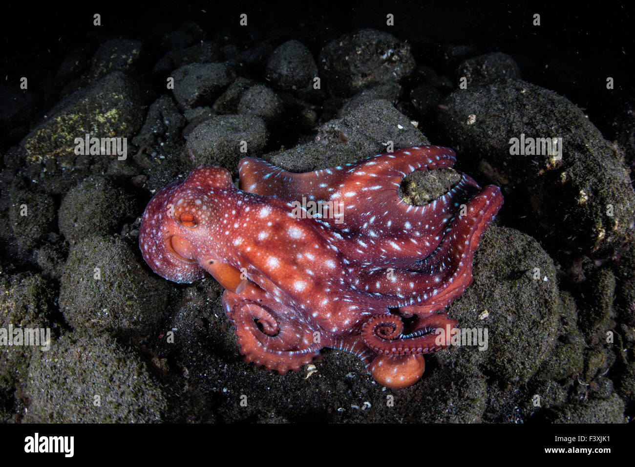 A nocturnal Starry Night octopus (Octopus luteus) hunts for prey at night on a rocky reef in Komodo National Park, Indonesia. Stock Photo