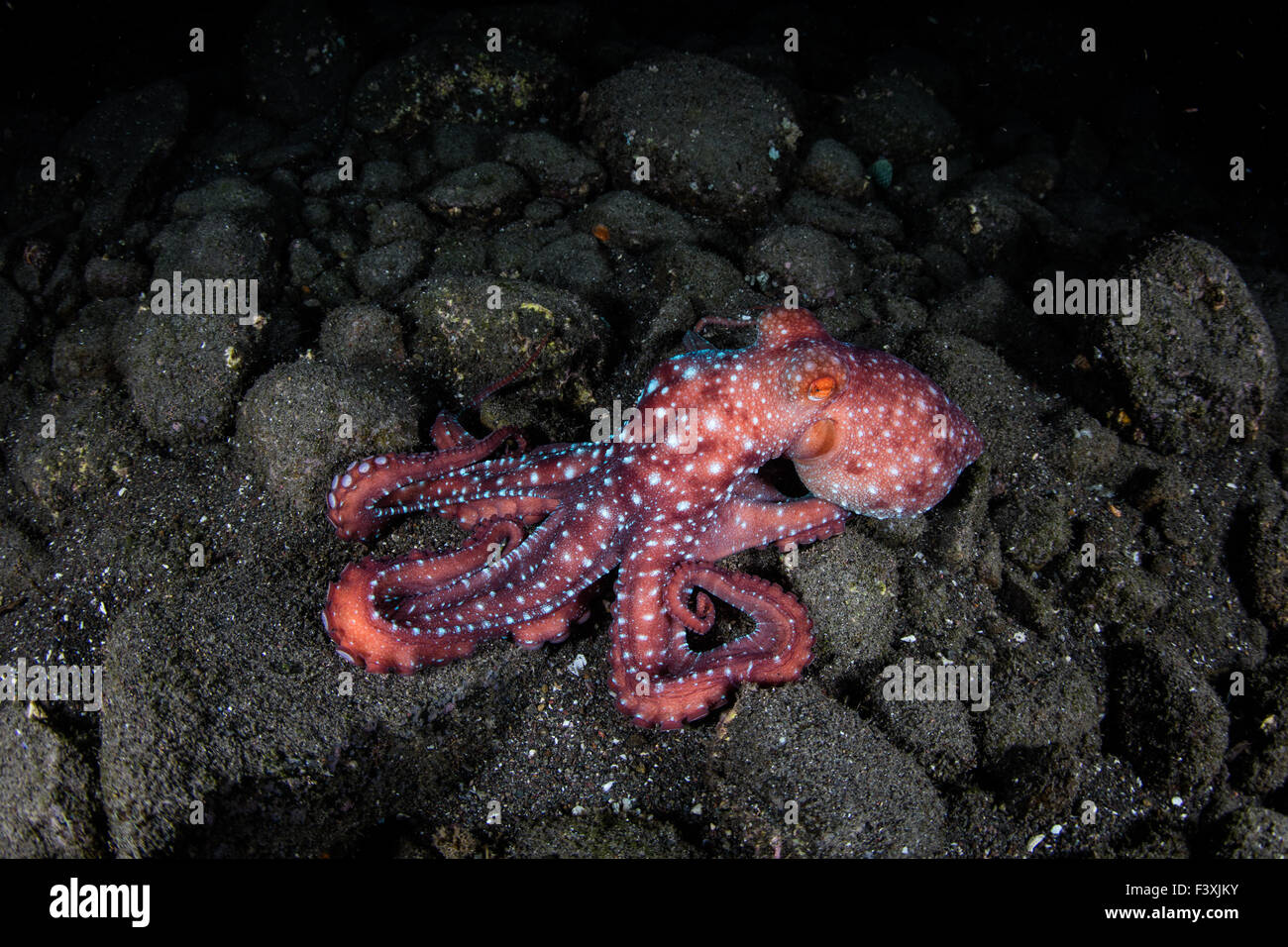 A Starry Night octopus (Octopus luteus) hunts for prey at night on a rocky reef in Komodo National Park, Indonesia. Stock Photo
