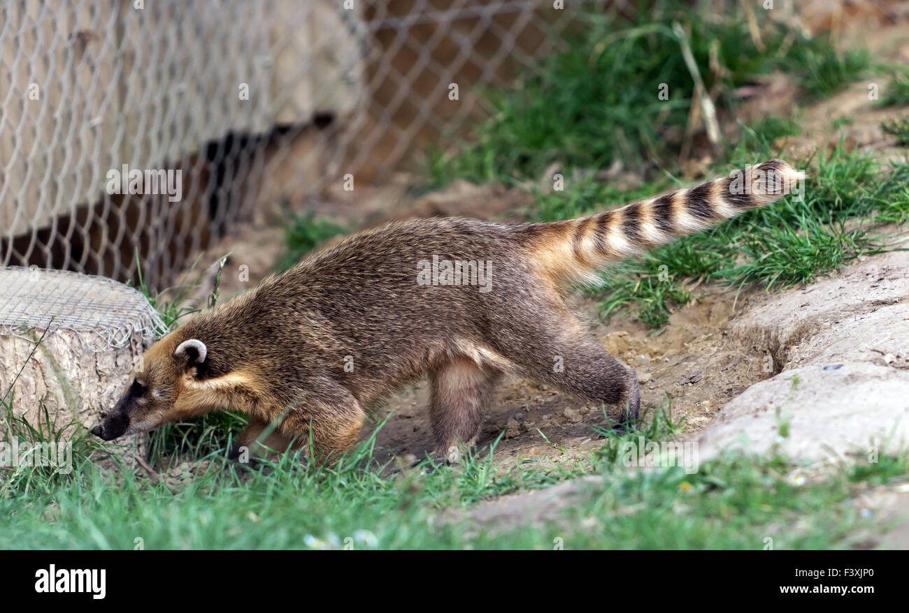 Coatimundi playing in its  enclosure at Wingham Wildlife Park Stock Photo
