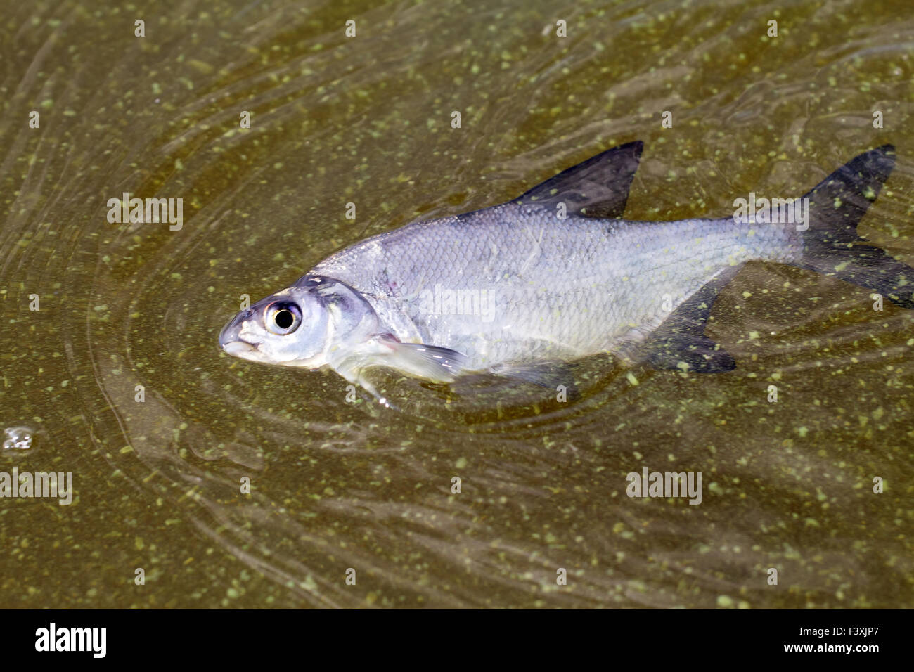 poisoned fish Abramis sapa Stock Photo