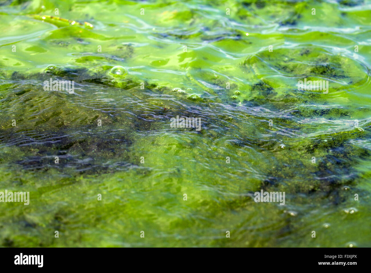 Algae polluted water (  green scum) Stock Photo