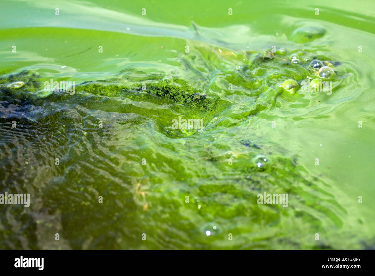 Algae polluted water ( green scum Stock Photo Alamy