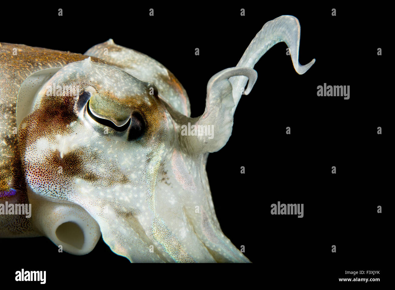 Threatening Broadclub Cuttlefish Displaying Tentacles on Black Background Stock Photo