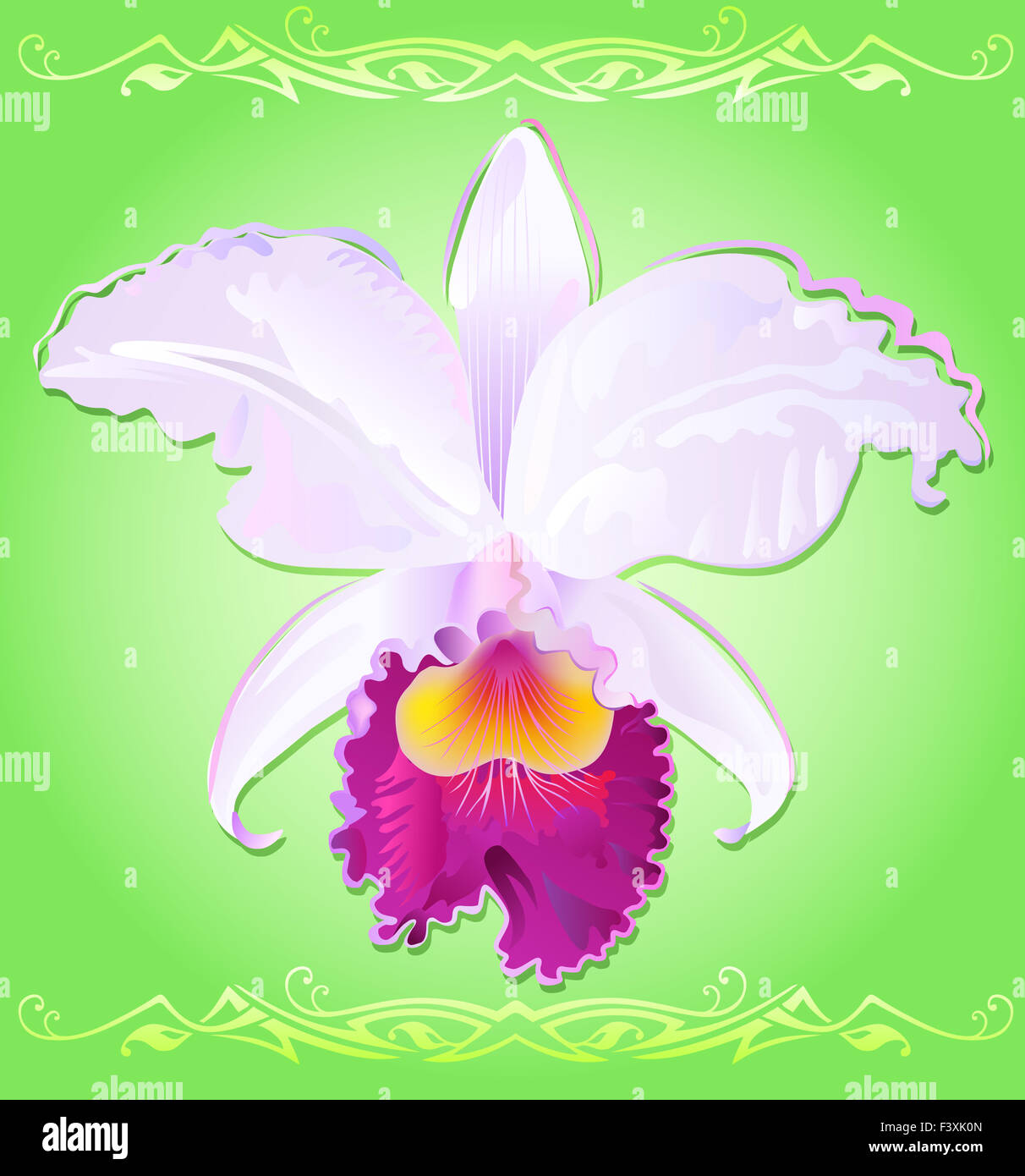 Illustration of orchid Cattleya Trianae Stock Photo