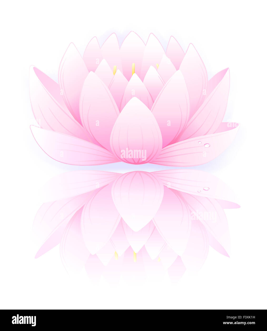 Illustration of pink lotus isolated on white Stock Photo - Alamy