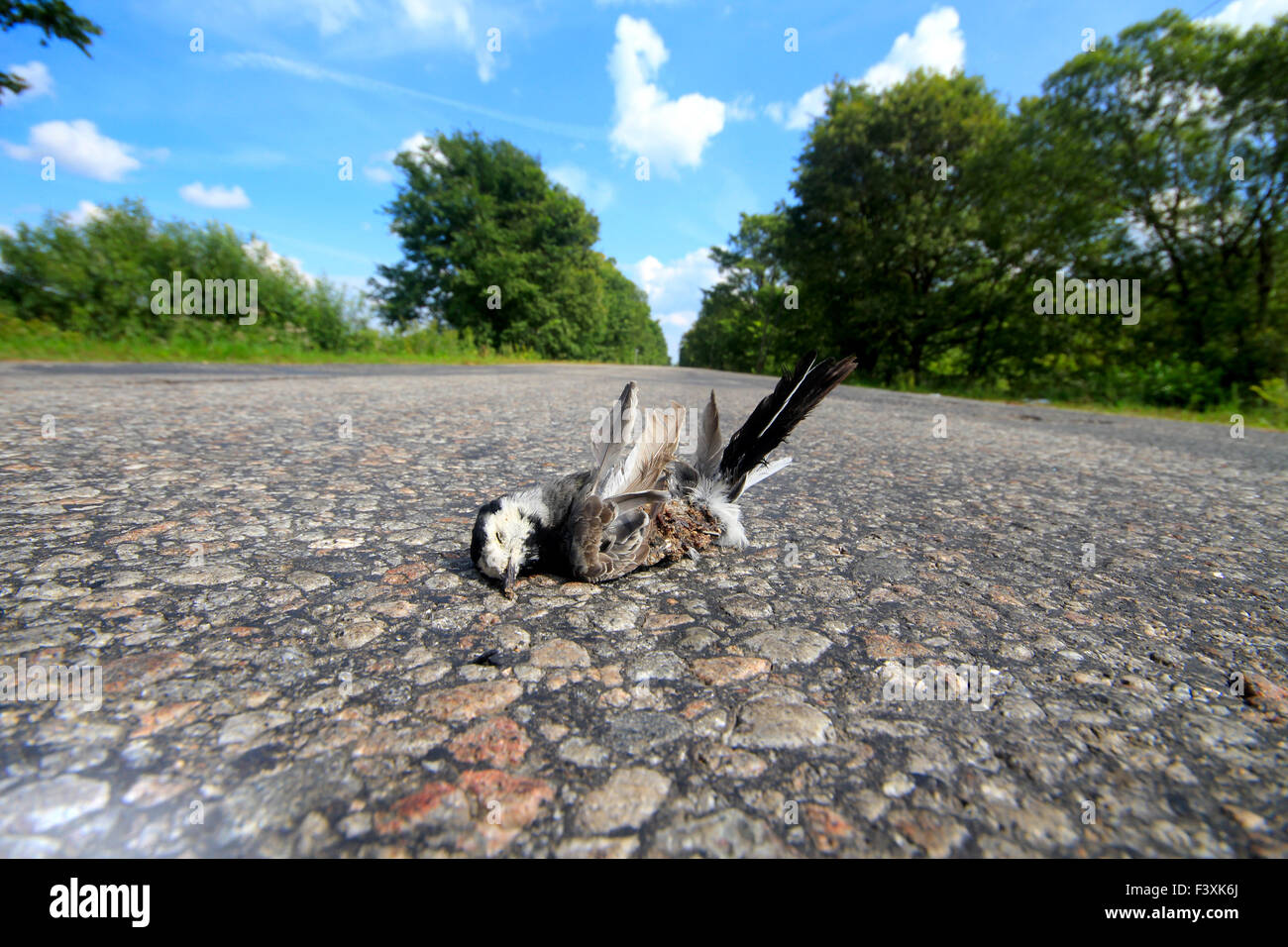 bird killed by car on the road Stock Photo