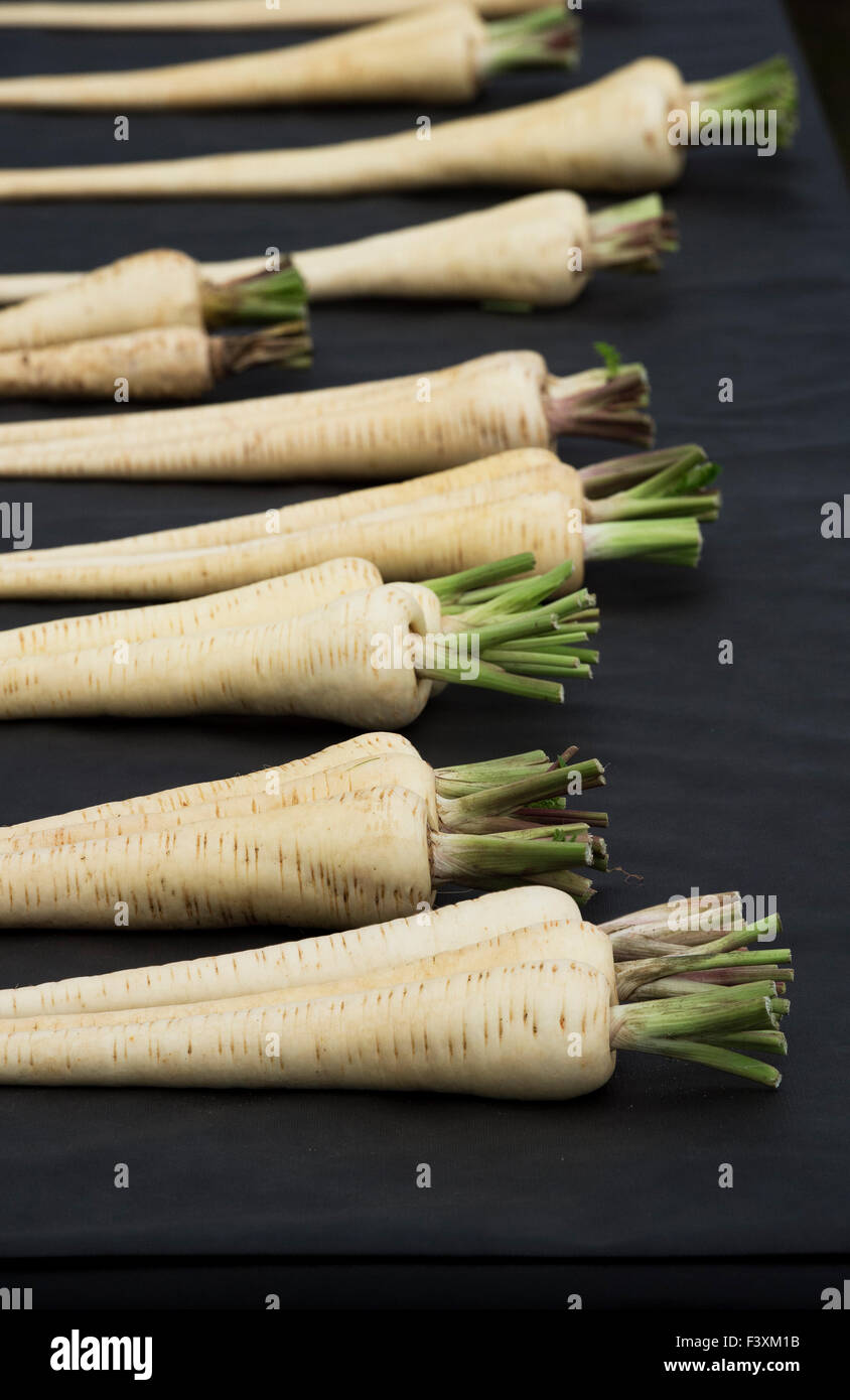 Show parsnips on display at an Autumn Show.  UK Stock Photo
