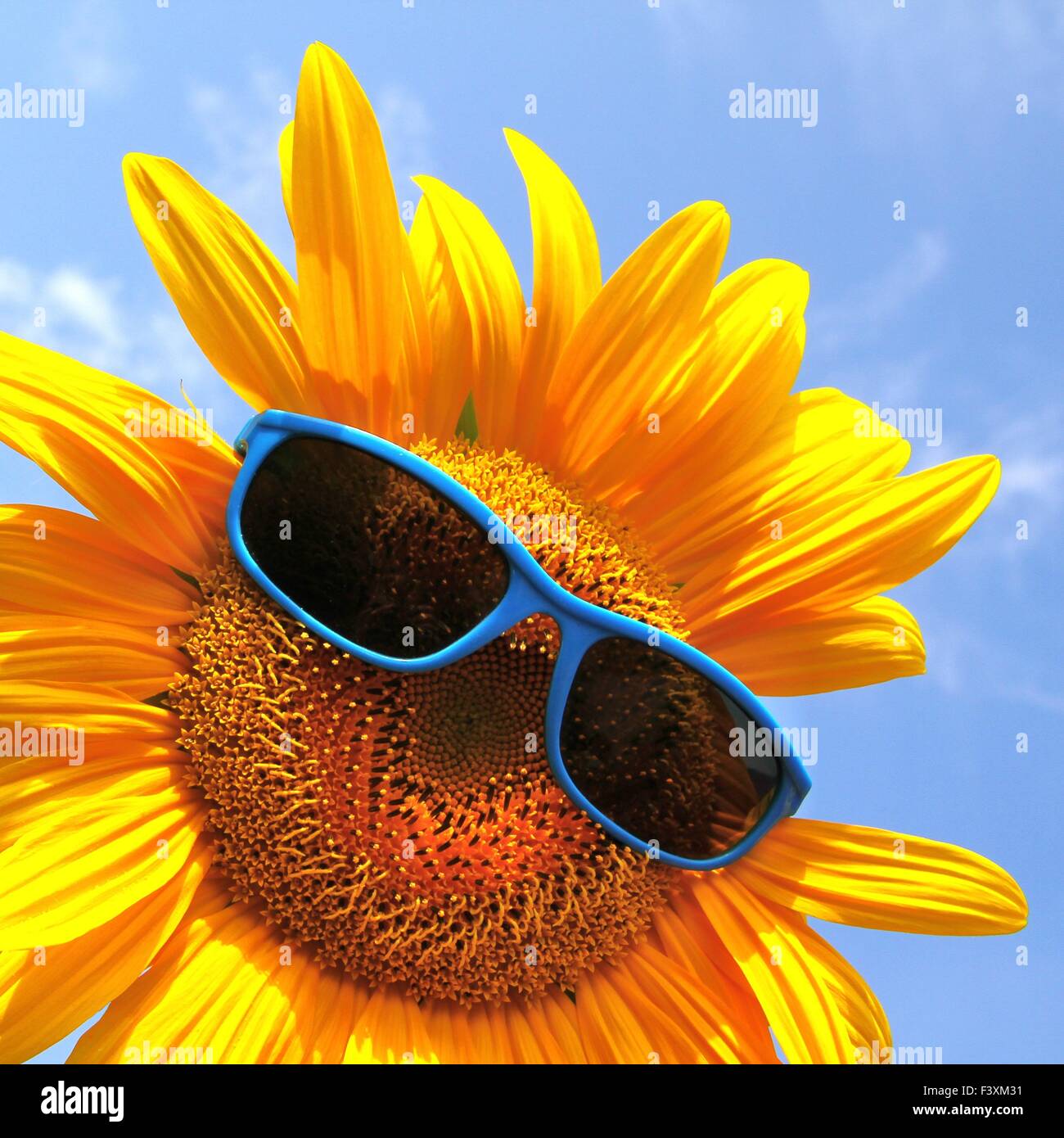 funny, yellow sunflower with sunglasses Stock Photo