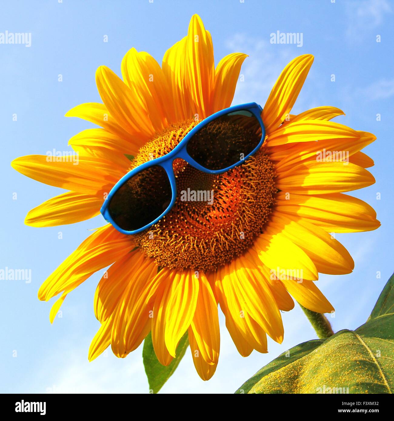 funny sunflower with sunglasses Stock Photo