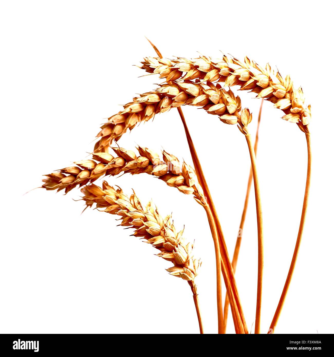 Wheat stalk isolated hires stock photography and images Alamy