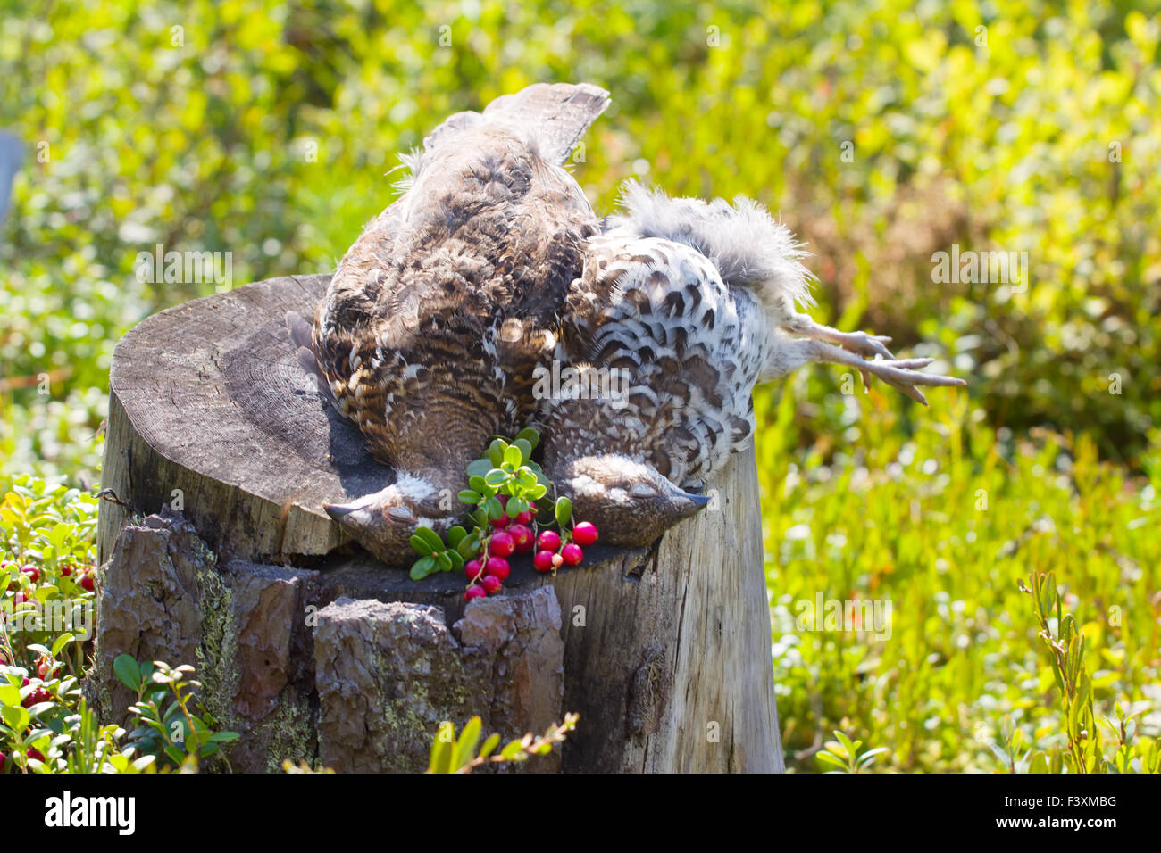hunting hazel grouse bird Stock Photo