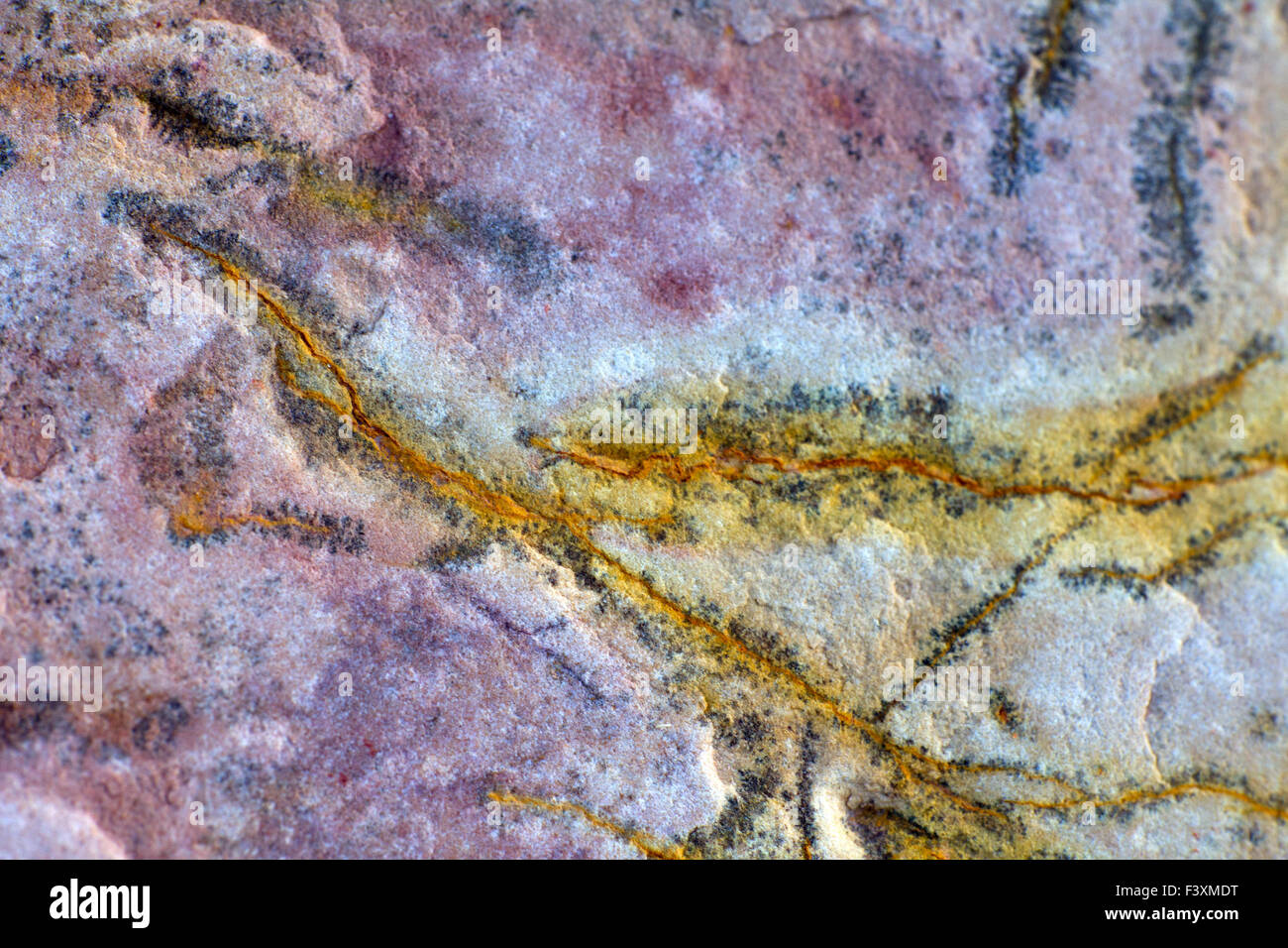 paleontology: fossil (not the museum) Stock Photo